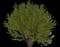 Hazelnut Tree — design image 3