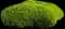 Dense Spreading Yew — design image 1