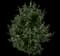 Butterfly Bush — design image 8