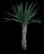Spanish Dagger Yucca — design image 11