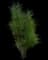 Fine Line® Buckthorn — design image 4