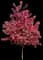 Royal Raindrops@ Crabapple Tree — design image 1