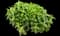 Scarlet Beebalm — design image 2
