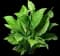 Peace Lily Plant — design image 3