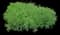Moonbeam Threadleaf Tickseed — design image 5