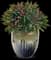 African milk bush — design image 2