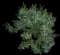 Hopbush — design image 2