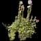 Hollyhock — design image 2