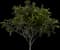 Golden Shower Tree — design image 1