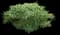 Oriental Paperbush Shrub — design image 2