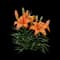 Lily — design image 4