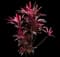 'Red Sister' Cabbage Palm — design image 1