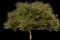 Live Oak Tree — design image 3