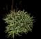 Torch Aloe — design image 19