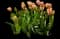 Tulip 'Apricot Pride' — design image 1