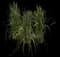 Feather Reed Grass — design image 16