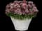 Dart Red White Picotee dianthus — design image 2