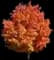 Maple Tree — design image 7