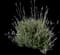French Lavender — design image 7
