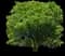 American Beech — design image 1