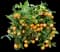 Calamondin Bush — design image 1
