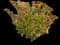 Showy stonecrop — design image 2