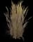 Feather Reed Grass — design image 4