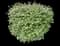 Burning Bush — design image 24