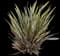 New Zealand Flax (Phormium tenax) — design image 5