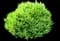 Cryptomeria Dragon Prince™ — design image 1