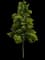 Tamanu Tree — design image 1