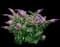 Pugster® Dwarf Butterfly Bush — design image 1