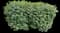 Burning Bush — design image 23