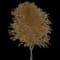 Norway Maple Tree — design image 5