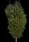 Armstrong Gold® Red Maple Tree — design image 1