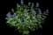 Blue giant hyssop — design image 1