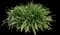 Asiatic poison lily — design image 8