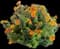 Bella Bellissima™ Shrubby Cinquefoil — design image 1