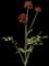 Red Persian Buttercup — design image 1