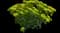 Eggleaf spurge — design image 2