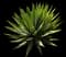 Sisal Agave — design image 9