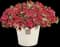 Superbells® Red Calibrachoa — design image 2