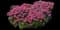 Pardon My Pink™ Bee Balm — design image 5