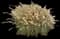 Maiden Grass — design image 8