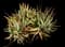 Cat's Tail Aloe — design image 2