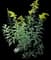Baby Gold Goldenrod — design image 1