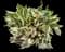 Hosta Plants — design image 11