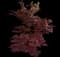 Emperor I® Japanese Maple Tree — design image 11