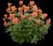 POQUITO® Orange Agastache — design image 1