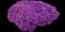 Cascade Purple Rockcress — design image 4